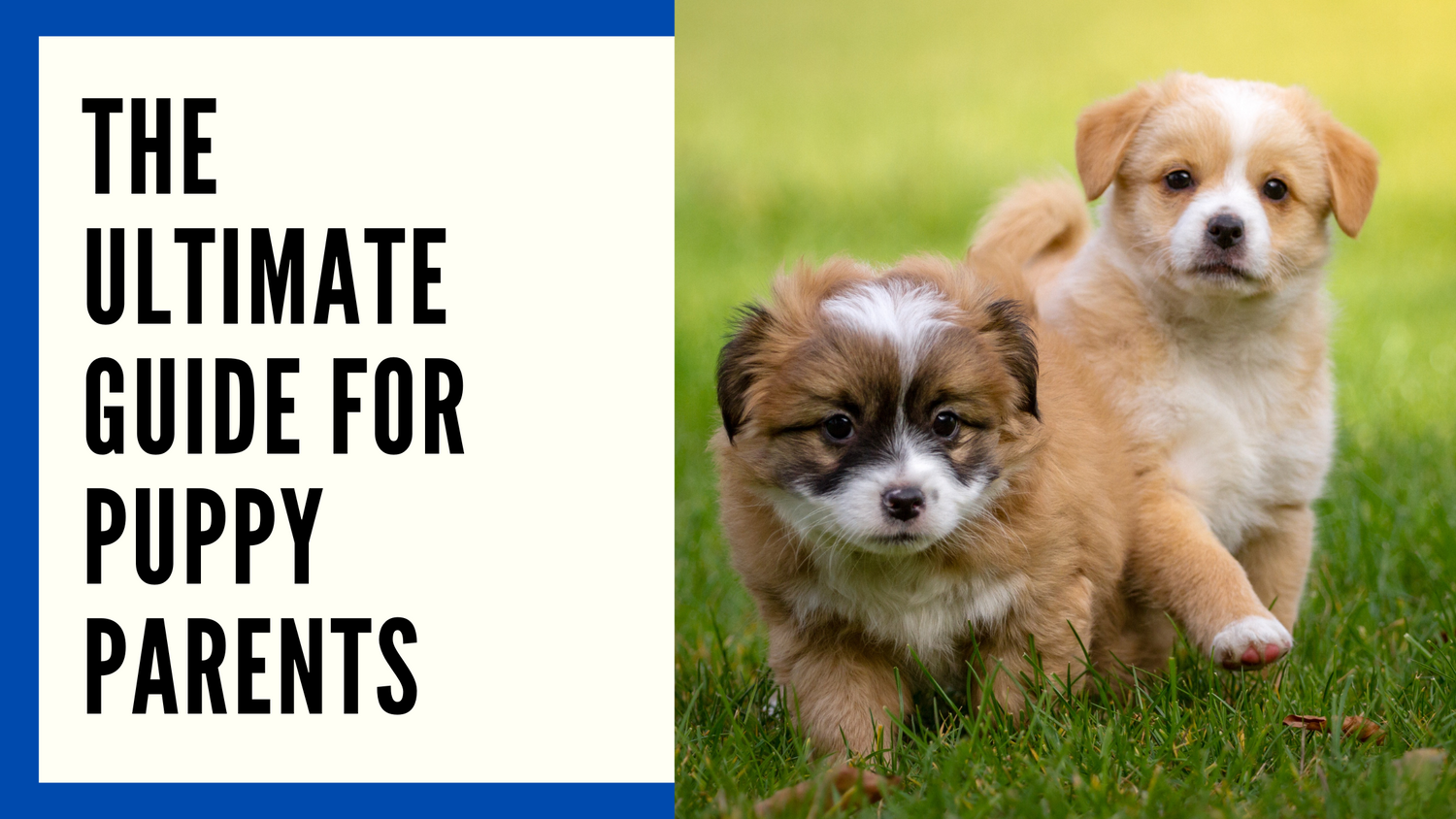 The Ultimate Guide for New Puppy Parents