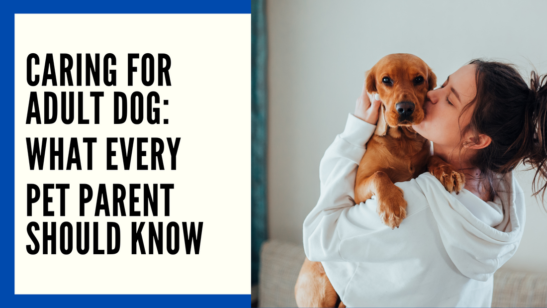 The Ultimate Guide to Caring for Your Adult Dog: Essential Tips for Every Pet Parent