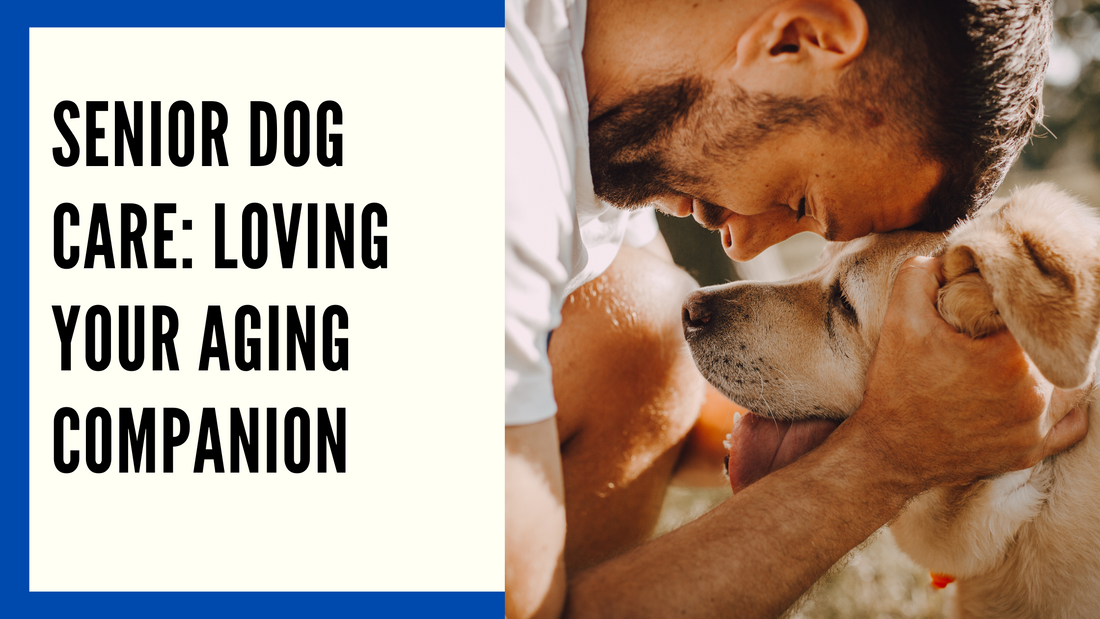 Nurturing Your Senior Dog