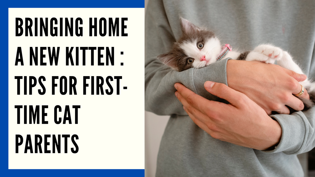 Welcoming a New Kitten: A Comprehensive Guide for First-Time Cat Parents