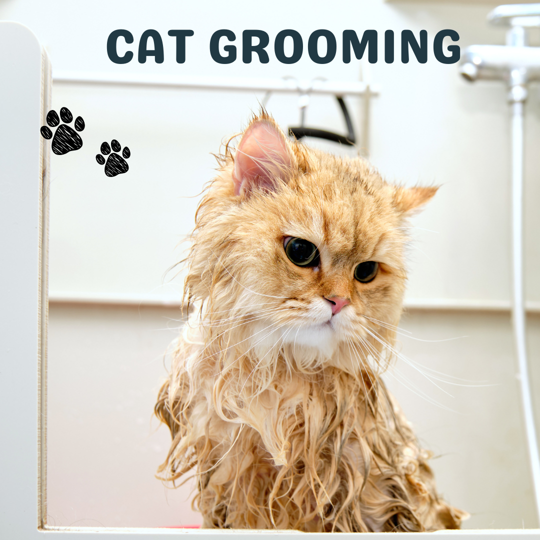 Cat Grooming