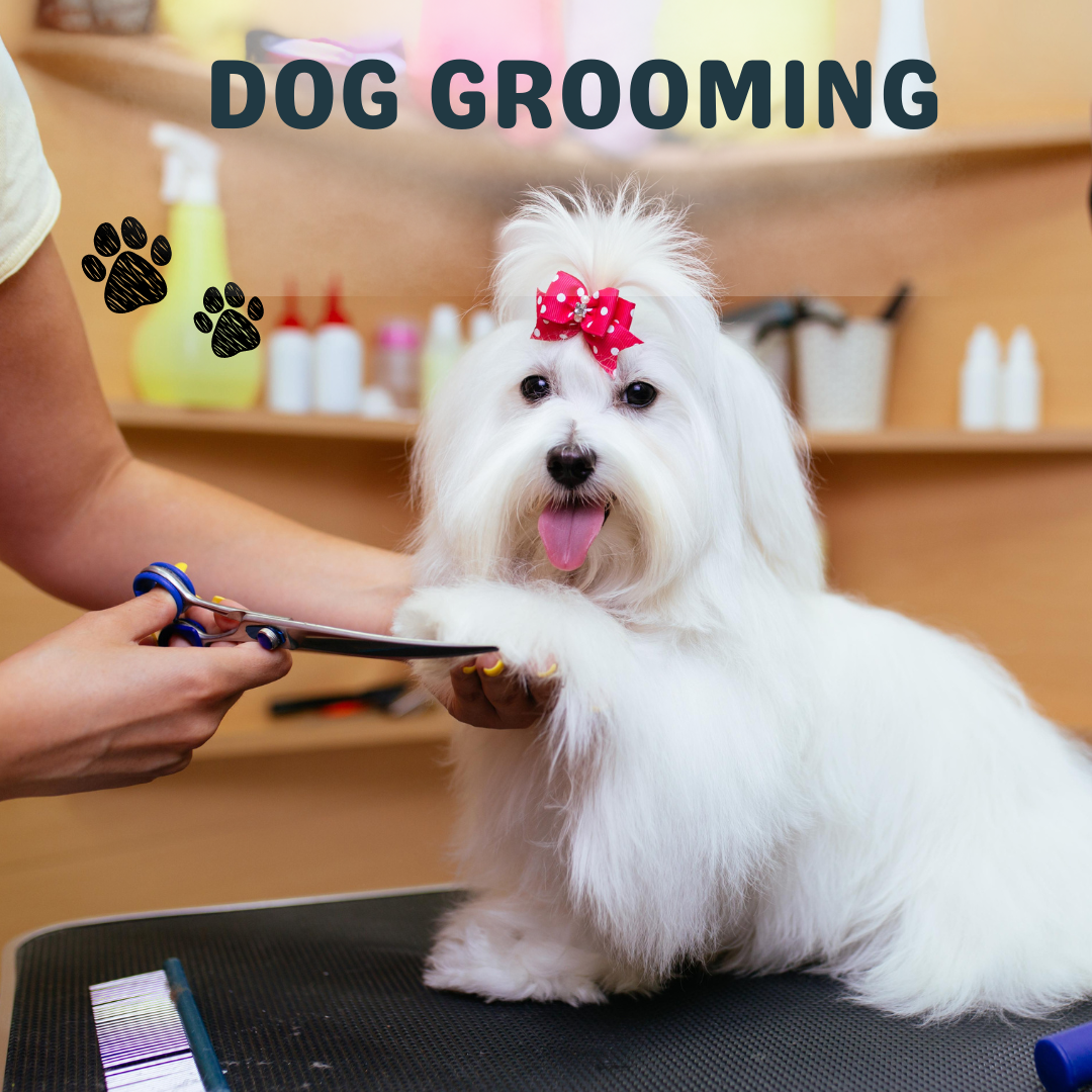 Dog Grooming