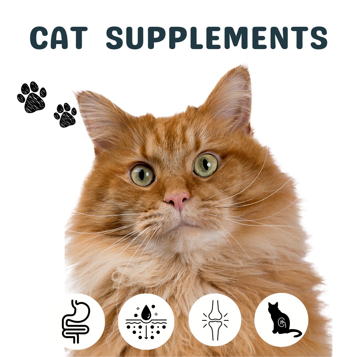 Cat Supplements