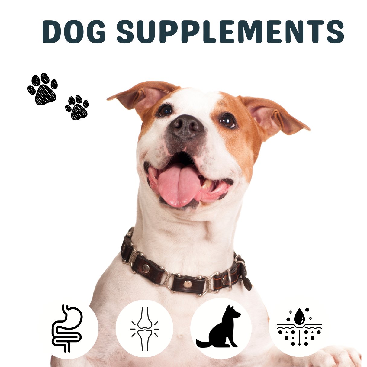 Dog Supplements