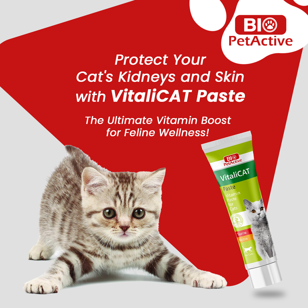 VITALI CAT PASTE