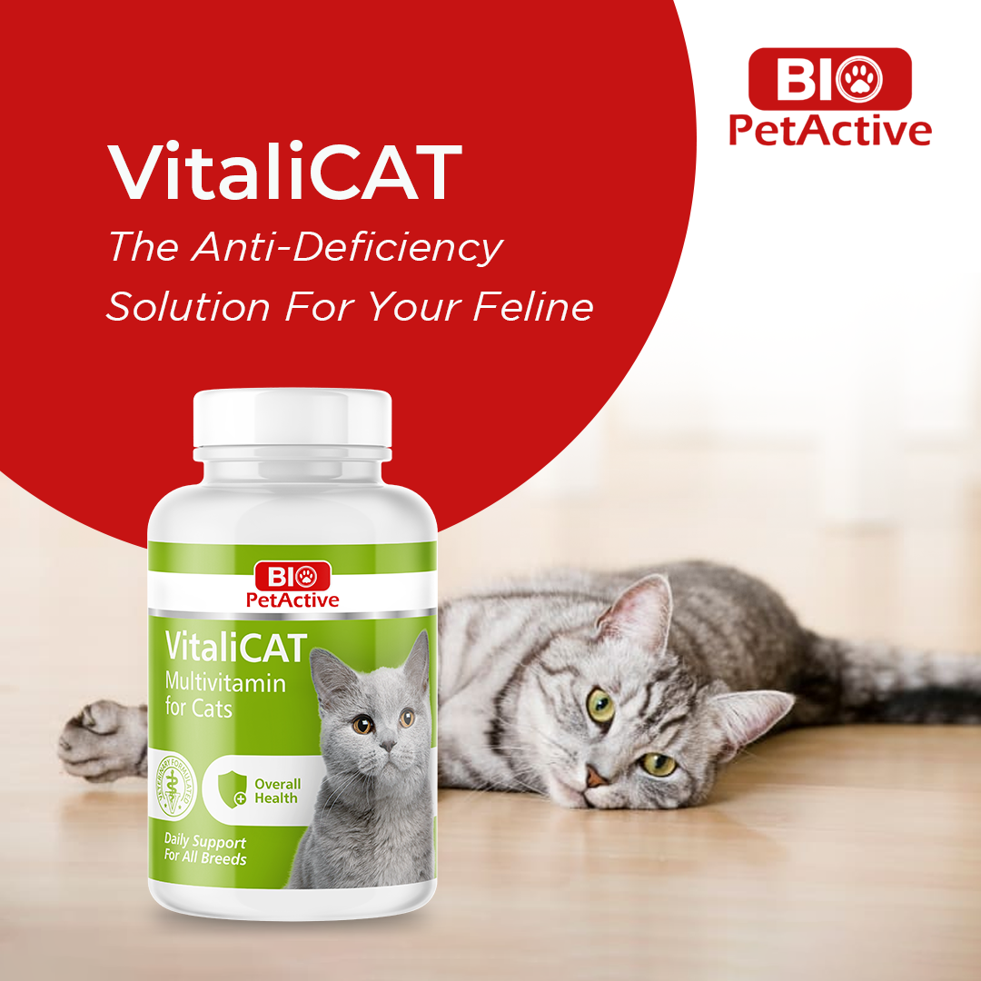 VITALI CAT